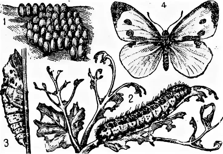 Функция трахеи у капустной белянки. Гусеница белянки. Капустная бабочка. Развитие капустной белянки рисунок. Капустная Белянка Тип развития.