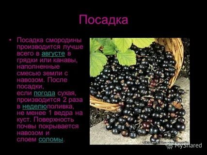 Семена смородины