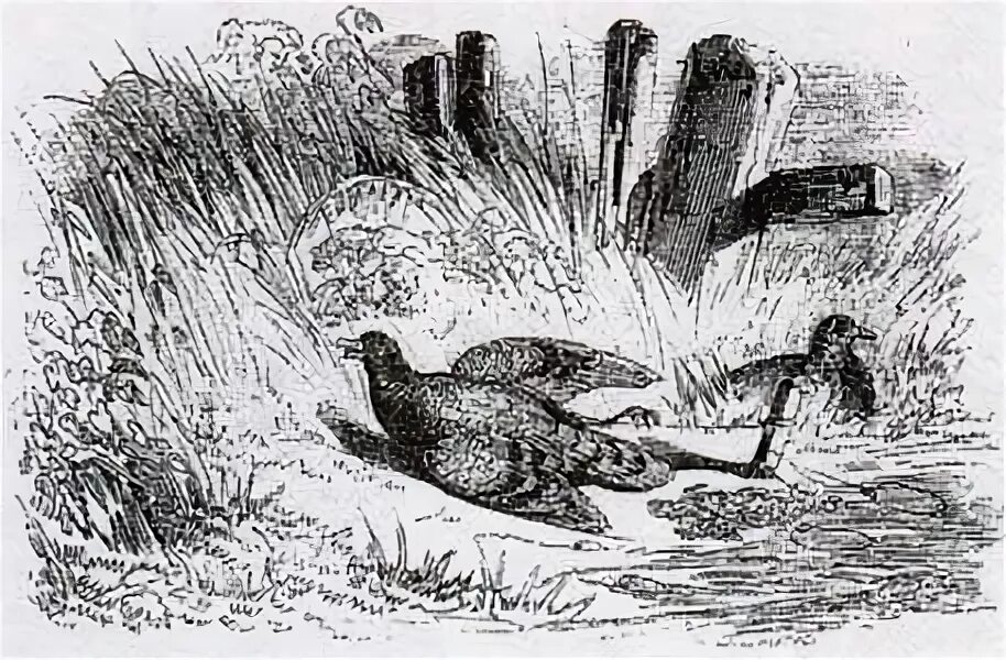 Иван крылов два голубя. Иван андреевич крылов басня чиж и голубь. Басня два голубя дмитриев. Иван андреевич крылов басня чиж и голубь. Два голубя басня крылова.