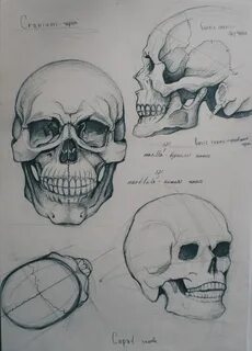 Задания череп