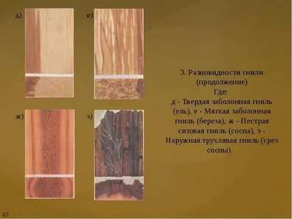 Береза твердая или мягкая