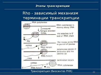 Укажите характеристики процесса транскрипции
