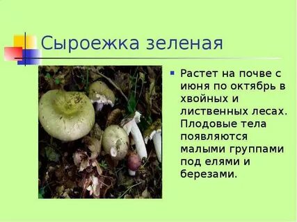 Изложение сыроежка