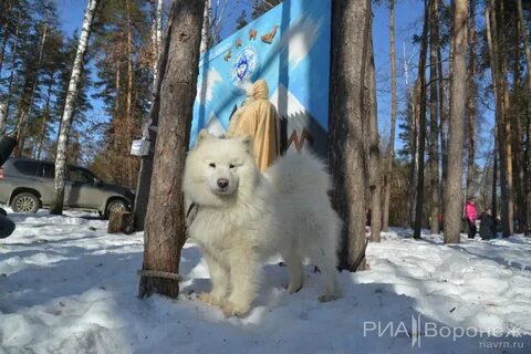Собака 23 года