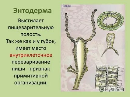 Энтодерма какая ткань