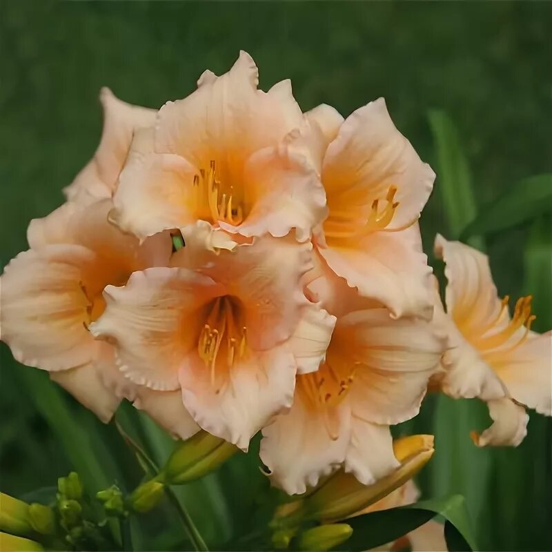 Лилейник лонгфилдс перл. Лонгфилдз перл лилейник. лилейник longfields pearl. лилейник дариа daria.
