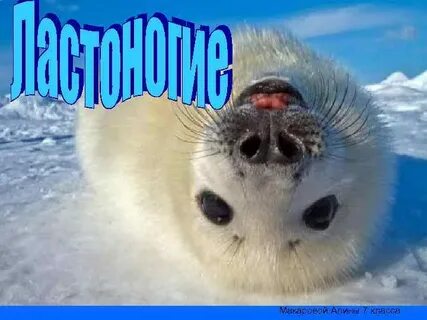Ластоногие презентация