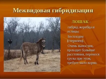 Бесплодные гибриды