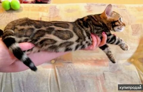 Вес бенгальского котенка