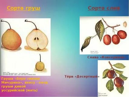 Сколько сортов груши выведено человеком