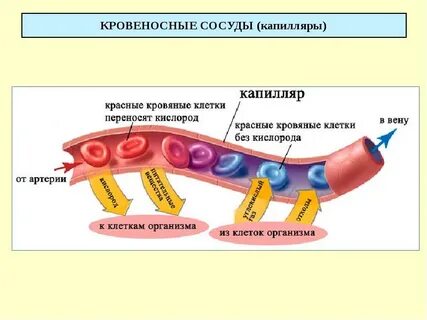 Проницаемость кровеносных сосудов