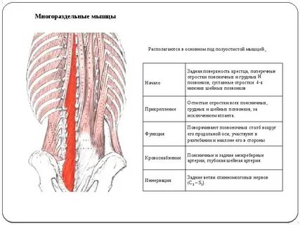 Мышцы спины прикрепление и функции