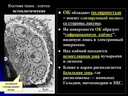 Элементы костной клетки