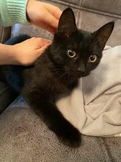 Котята в кстове