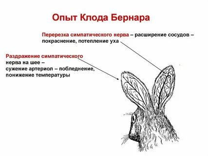 Эксперименты нервы