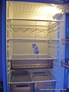 Мышь в холодильнике