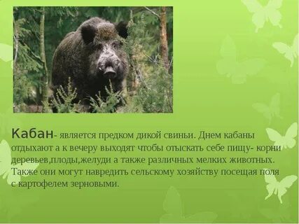 Кабанов описание