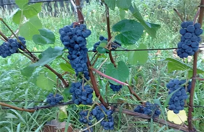 AgroMarkt.ru - лучшие и проверенные сорта для Вашего сада. Саженцы и черенки вин