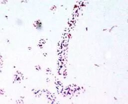 Staphylococcus pseudintermedius. Стафилококк интермедиус. staphylococcus hyicus у человека что это. staphylococcus pseudintermedius у собаки мазок.