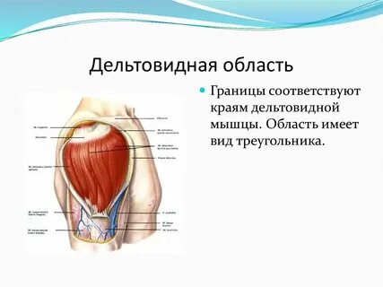 Верхняя граница плеча