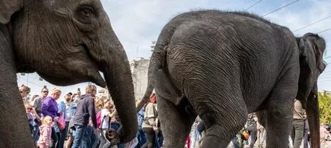 По улицам слона водили односоставное
