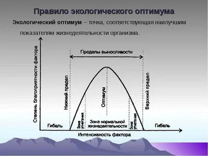 Закон оптимума