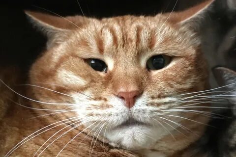 Коты их жизнь
