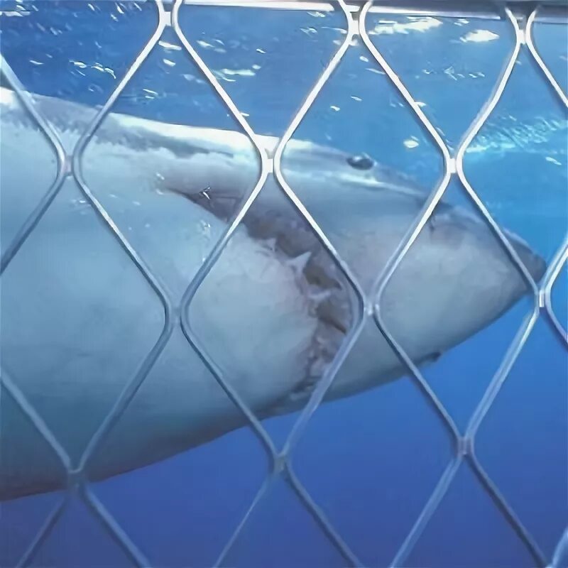 Оградительные металлические сетки от акул. Красное море акулы. Сетка от акул. Металлическая сетка от акул. Сетка от акул.