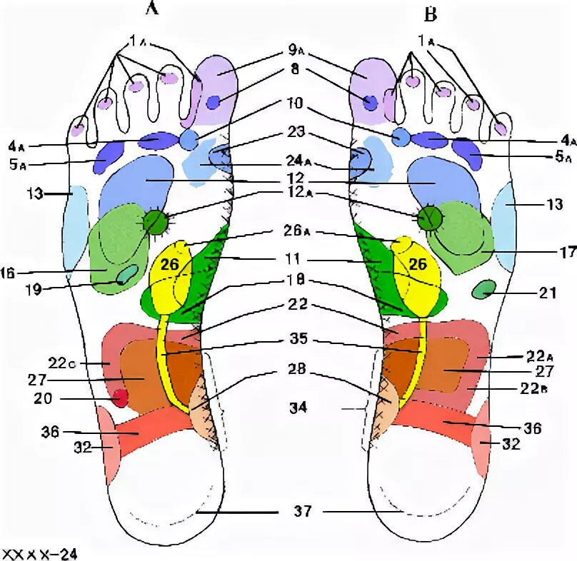 Энергетические каналы на стопе. Проекции органов на подошвенной поверхности стопы. Чакры на ступнях. Проекция органов на СТОРВ. Каналы подошвы