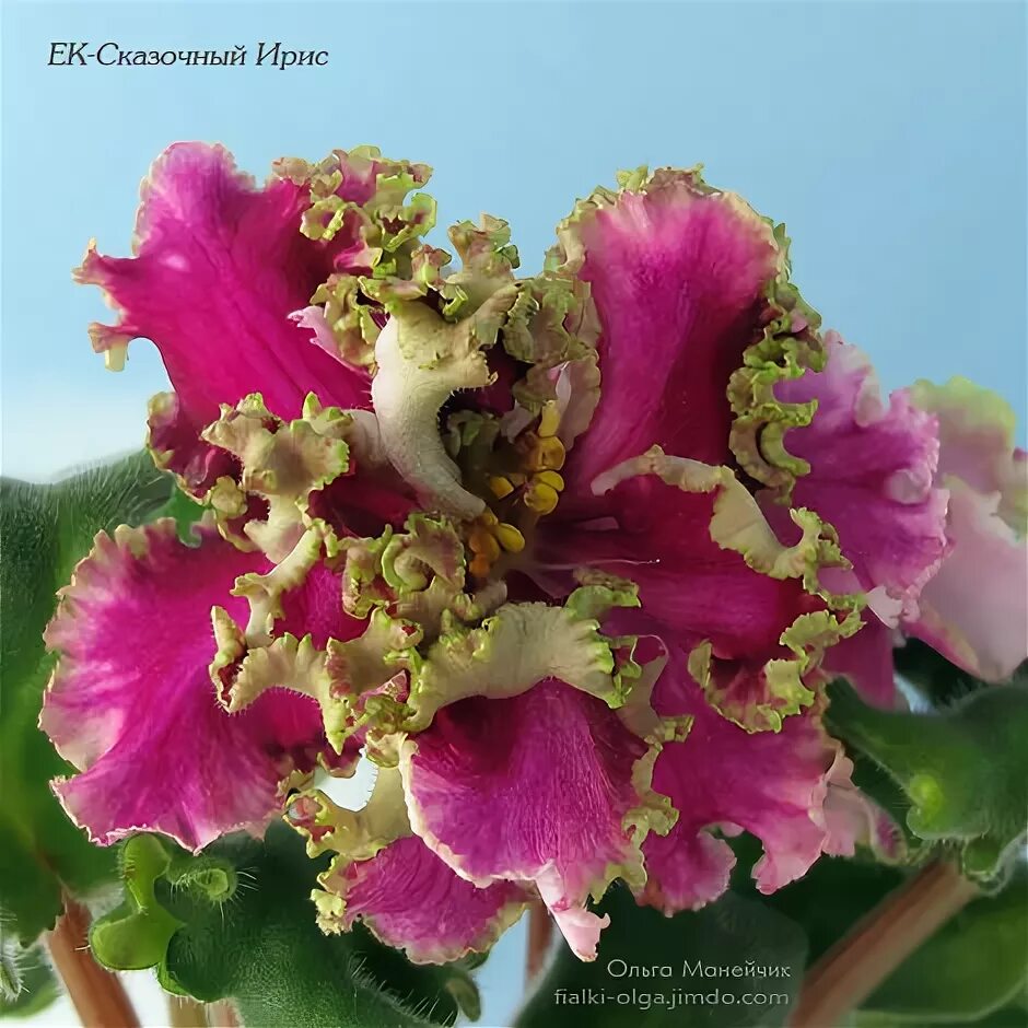 Сказочный ирис фиалка фото. Фиалка ав сказочные георгины. Фиалка сказочные георгины спорт. Фиалка сказочный ирис. Фиалка сказочный.