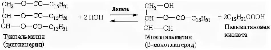 Уравнение реакции гидролиза триглицерида липазой. Реакция с участием липазы. Липаза реакция. Гидролиз триглицеридов липаза. Гидролиз жиров ферменты