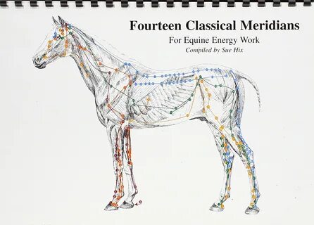 For Equine Energy Work Sue Hix. equine acupuncture points chart fourteen cl...