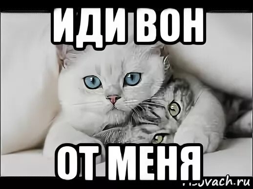 Песня пошла вон
