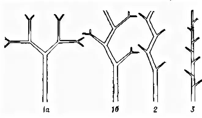 Нарастание растений. Симподиальное ветвление побега. Типы ветвления побегов у растений. Дихотомическое ветвление побега. Ложнодихотомическое ветвление побегов.