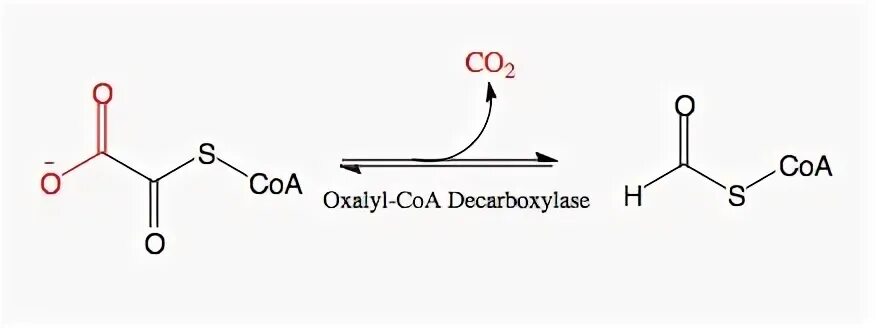 Коа лак. Оксалат декарбоксилаза. Хлористый оксалил. Строение декарбоксилазы. Оксалил КОА формула.