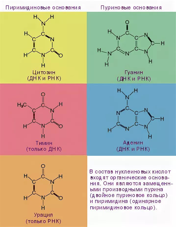 Пуриновые основания РНК. Пиримидиновые азотистые основания РНК. Пуриновые и пиримидиновые основания РНК. Пуриновые и пиримидиновые основания ДНК И РНК.