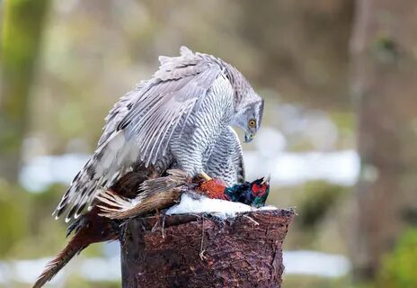 British wildlife photography awards 2024
