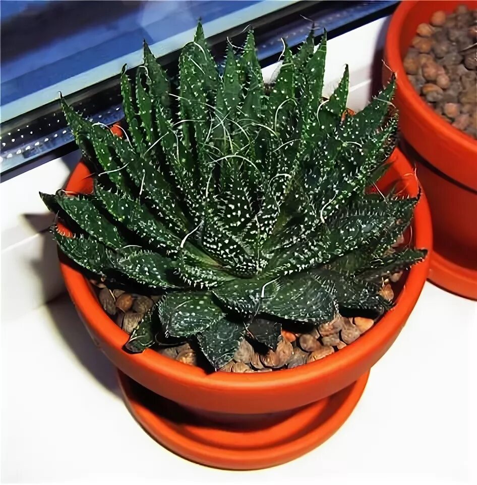 кактусы декоративные комнатные. эпифиллум декабрист. зигокактус эпифиллум. губы для кактуса. кактус язык.