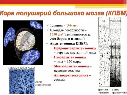 Функции коры полушарий большого мозга