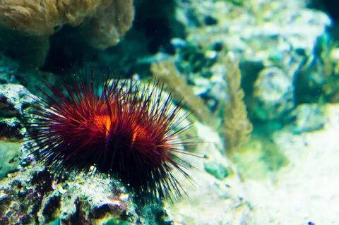 Красное морское животное
