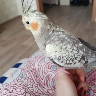 Самочка кореллы