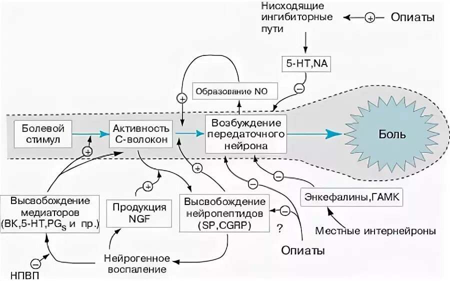 Нисходящий контроль