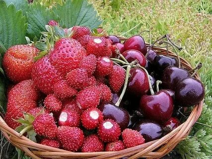 Ягод в конце лета