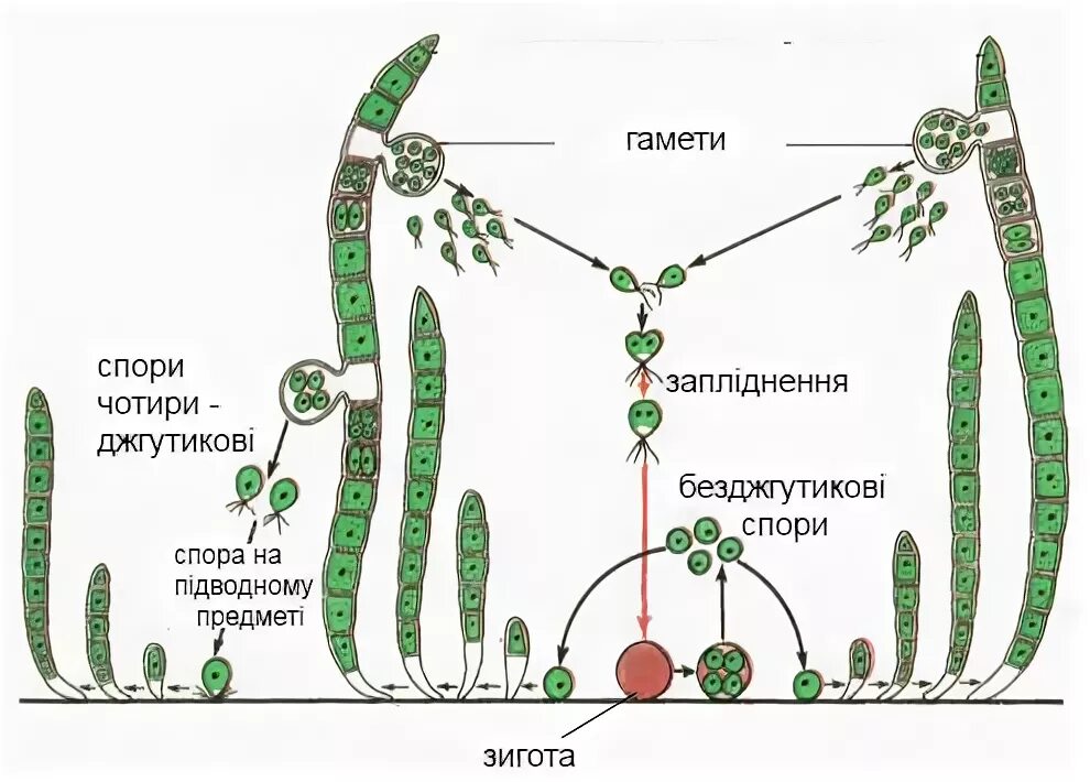 Гаметофит улотрикса образуется