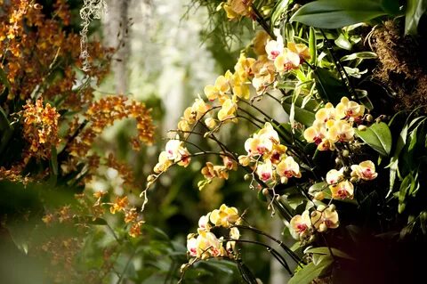 Plants talk