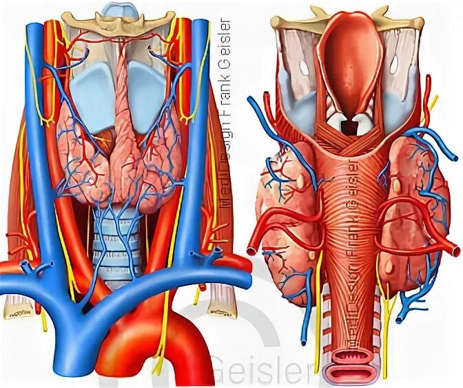 Щитовидная железа кровоснабжение и иннервация. Кровоснабжение щитовидной железы анатомия. Паращитовидная железа кровоснабжение и иннервация. Иннервация сосудов щитовидной железы. Артерии щитовидной железы