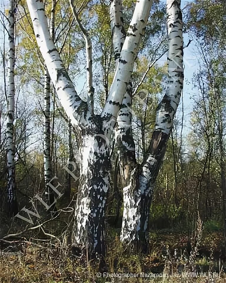 Береза очень созвучна русской природе впр. Самоделки из стволов берёзы.