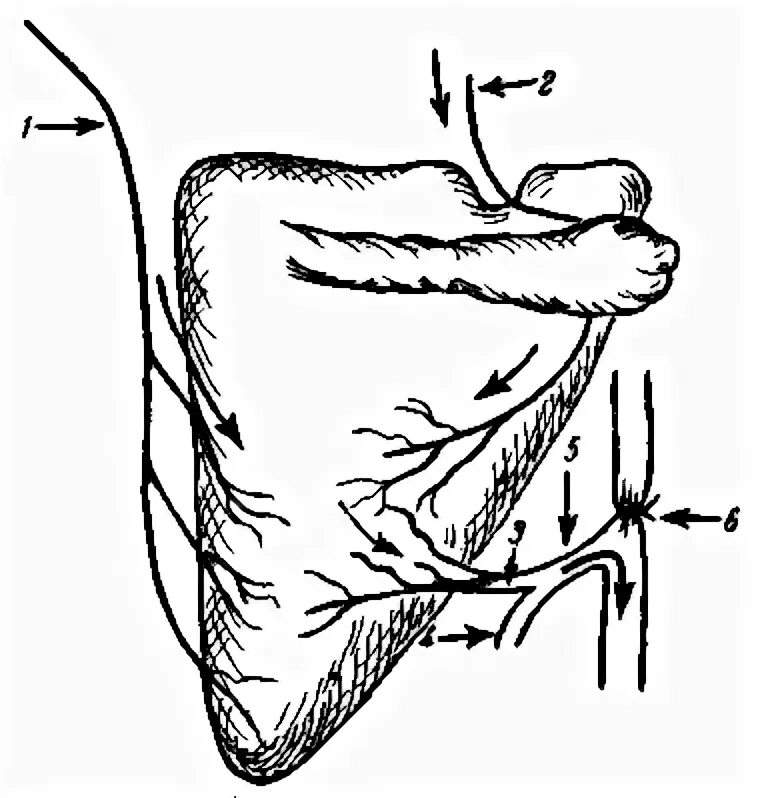 A circumflexa scapulae