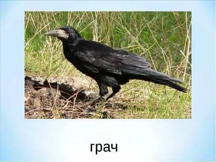 Грач продолжение