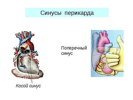Передне нижний